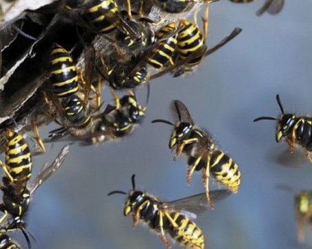 Жена се опита да се отърве от гнездо с оси на терасата, подпали си апартамента