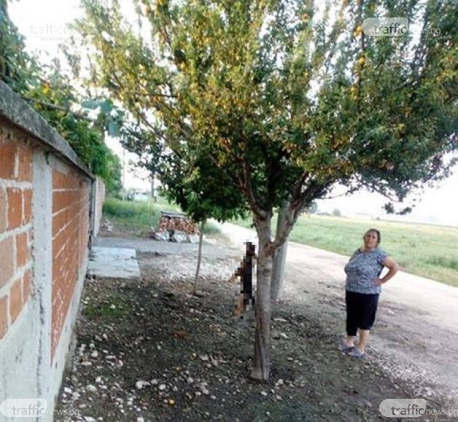 Зверство! Жена обеси куче на дърво в Раковски
