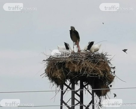 Малките на зверски убития щъркел са нахранени! Другият им родител кацна в гнездото
