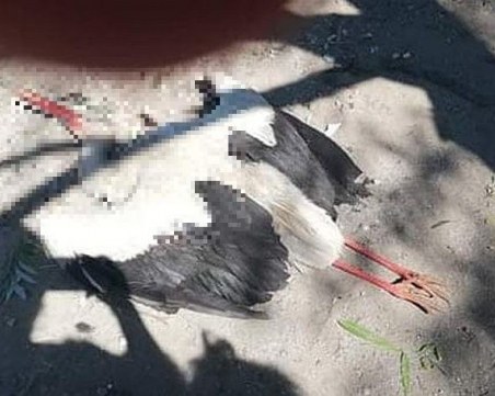 Наказанието за убийство на щъркел - глоба! Униформени се заеха със случая в Стамболийски