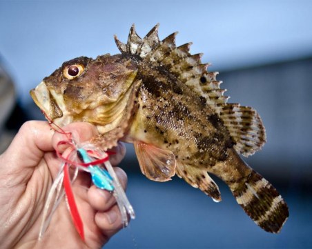 Отровна риба по Черноморието ни прати редица туристи в токсикологията