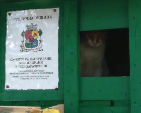 Поставят къщички за бездомни кучета и котки, съседите да не се сърдят - законно е
