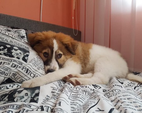 Спасено от зла участ бебе куче търси своя нов дом