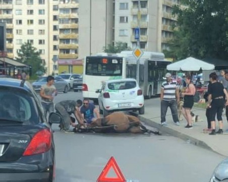 Автобус блъсна избягал кон в Студентски град, евтанизираха го