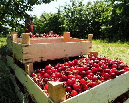 Бой по време на бране на череши в Кюстендилско! Седем души в районното