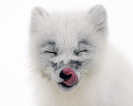 Полярна лисица удиви учените, пропътува над 3500 км по суша и лед едва за 76 дни