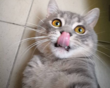 Стана ясно коя е първата котка инфлуенсър на България