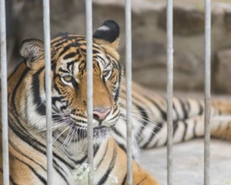 Тигрица рани посетител в зоологическа градина! Искал да открадне бебето й