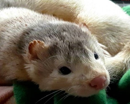 Забраната на фермите за ценни кожи отново в парламентарната комисия