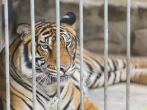 Тигрица рани посетител в зоологическа градина! Искал да открадне бебето й