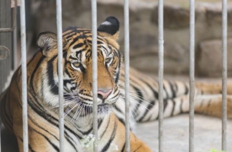 Тигрица рани посетител в зоологическа градина! Искал да открадне бебето й
