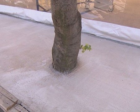 Бетонираха дървета в 