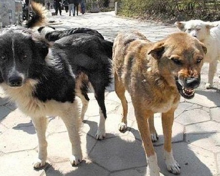Бездомни кучета нападнаха майка с дете в Дупница