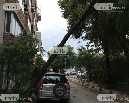 Дърво падна върху автомобил в Пловдив, заплашва да изпотроши прозорците на кооперация