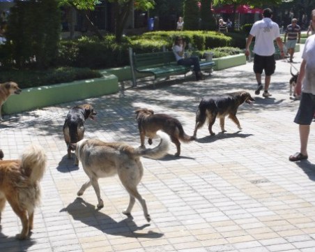 Депутатите единодушни: 300 лева глоба за куче без каишка, 1000 лева, ако е ротвайлер и няма намордник!