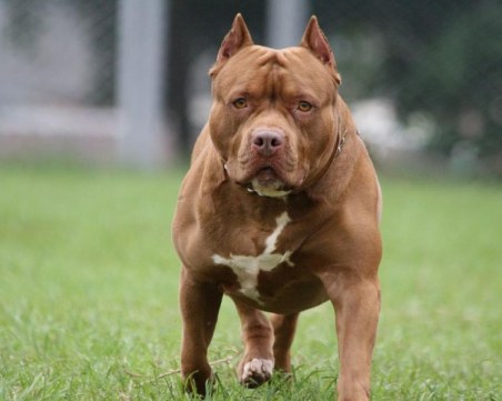 Гласуват мерките срещу агресивните кучета! 1000 лева глоба за питбул без намордник