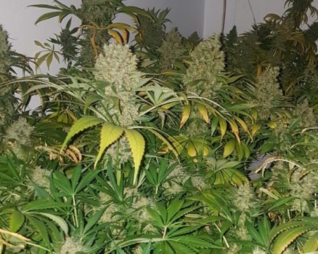 Над 15 кг марихуана и домашна оранжерия за коноп откриха във Варна