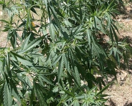 Откриха коноп в двора на къща за гости в Родопите, докато я проверяват инспектори