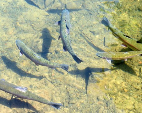 Ще изграждат голям развъдник за балканска пастърва край София!?