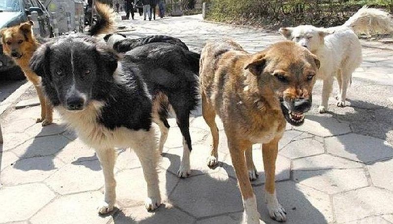Бездомни кучета нападнаха майка с дете в Дупница