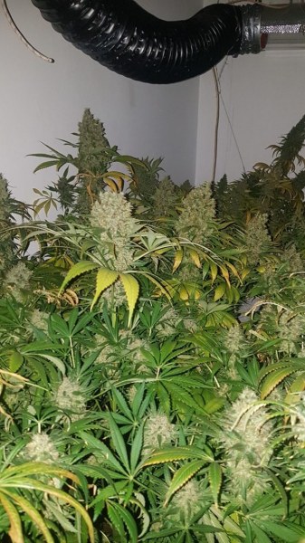 Над 15 кг марихуана и домашна оранжерия за коноп откриха във Варна