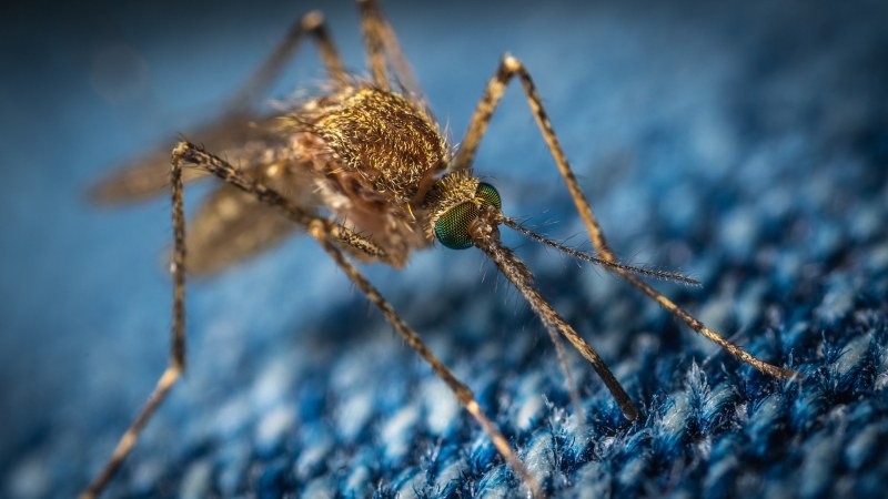 Отпускат 2 млн. лева за пръскане срещу комари край Дунав