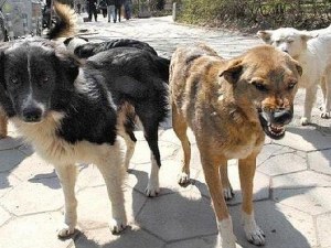 Бездомни кучета нападнаха майка с дете в Дупница