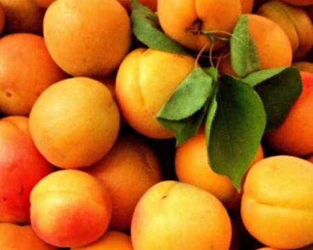 Килограм кайсии за 70 стотинки, производителите на загуба заради вноса от Гърция