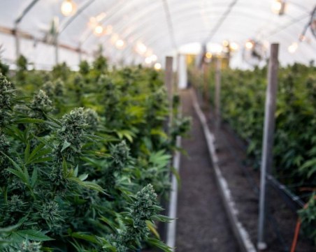 Най-много марихуана в Гърция се отглежда на остров Крит