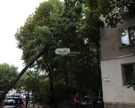 След бурята в Пловдив: Дърво се стовари върху тото пункт, две коли са потрошени