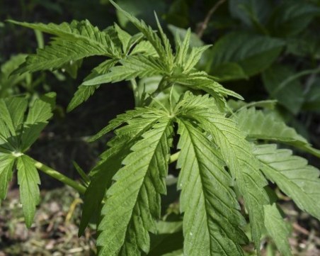 Спецакция в Пловдивско! Арестуваха двама, докато берат марихуана