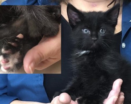 Уникално коте с 24 пръстчета открадна сърцата на семейство в Тексас