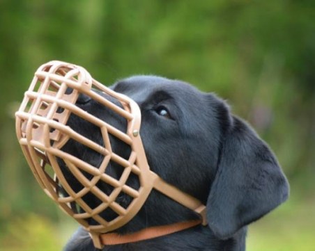 Ветеринарният съюз: Безумие е в жегите да мъчат кучетата с намордници