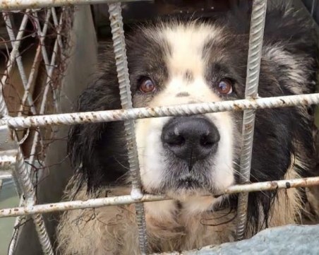 Затварят приюта за бездомни кучета в Дупница! Търсят стопани на животните