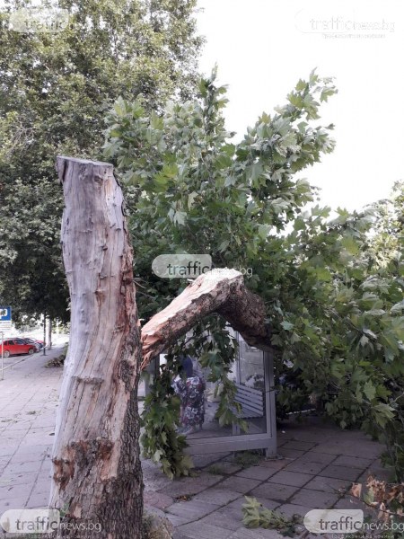 Силен дъжд и ураганен вятър нанесоха щети в Шумен