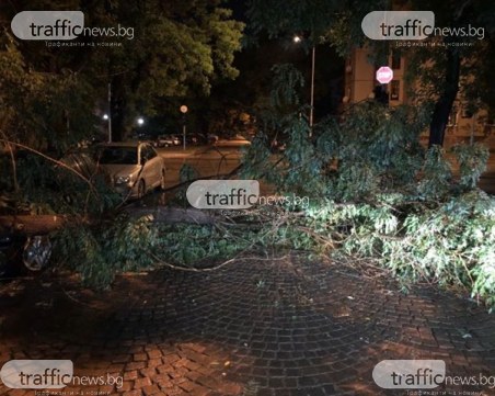 Дърво се стовари върху коли в пловдивския квартал Кючук Париж