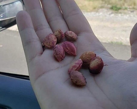 Нова кампания във Фейсбук: Изхвърляйте костилките през прозореца на колата, за да има повече дръвчета!