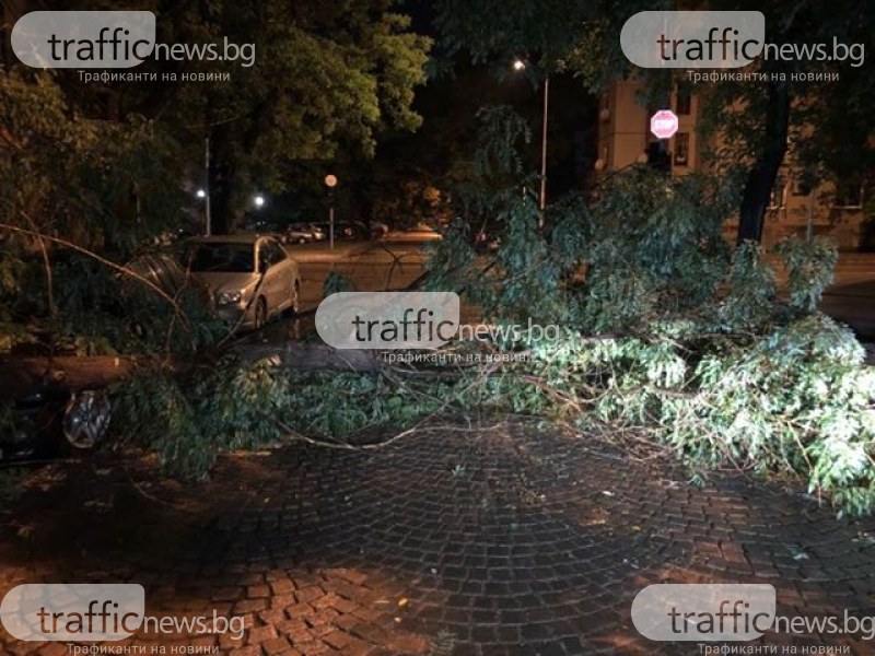 Дърво се стовари върху коли в пловдивския квартал Кючук Париж