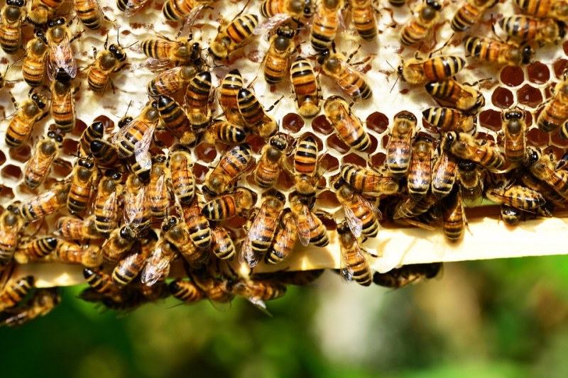 Пчели нападнаха двама туристи във Франция! Ужилиха ги над 200 пъти