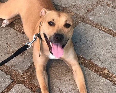 Хера се изгуби в Пловдив! Стопаните й я търсят