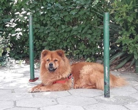 Намериха завързано женско куче чау чау в пловдивския квартал Тракия