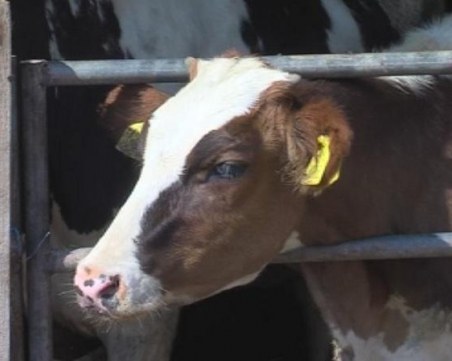 Мъртви крави изплуваха край Обзор