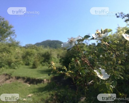 Шестима спасители помогнаха на пострадал мъж в района на връх Ботев