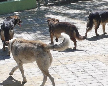 Куче нахапа дете в Хасково