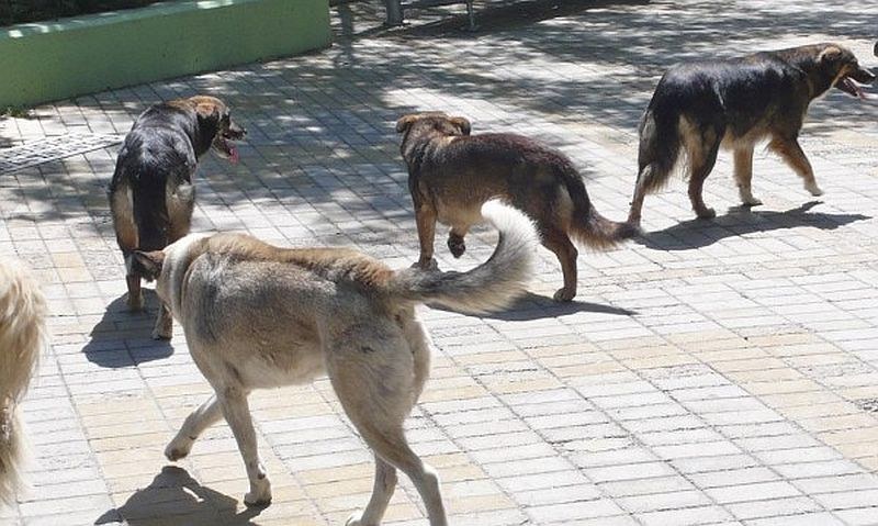 Куче нахапа дете в Хасково