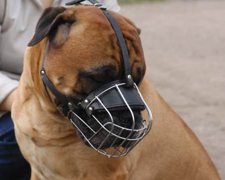 Бързата кучка слепи ги ражда