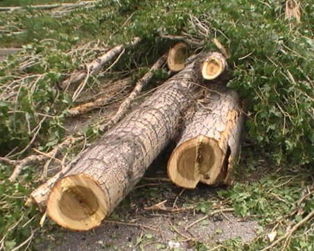 Старо дърво се стовари върху 18-годишен, момчето е загинало