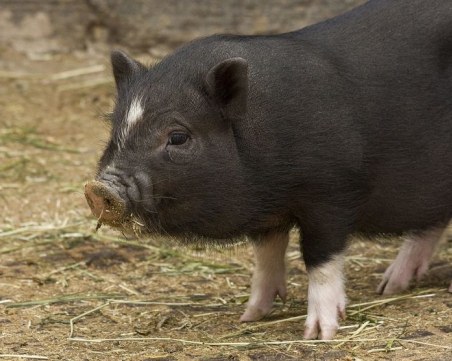 Зараза! Чумата покоси още свине, регистрираха нови 6 огнища
