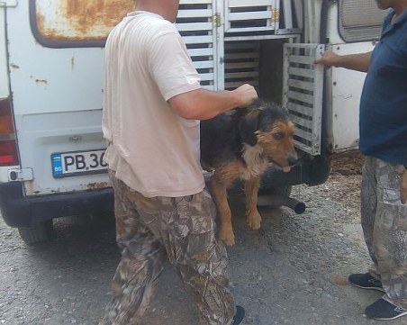 Бездомно куче нахапа две деца в Асеновград