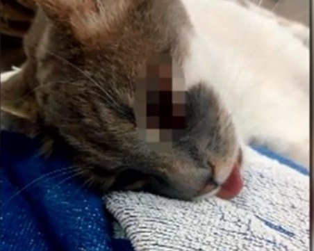 На метри от детска градина в Пловдив: Простреляха коте с арбалет